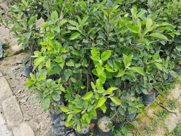 Hot_Climate_Apple_Plant_HRMN-99__(Grafted_)_Healthy_Live_Plant_For__Home_and__Garden