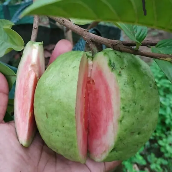 Red_Madhuri_Grafted_Sweet_Guava_Plant