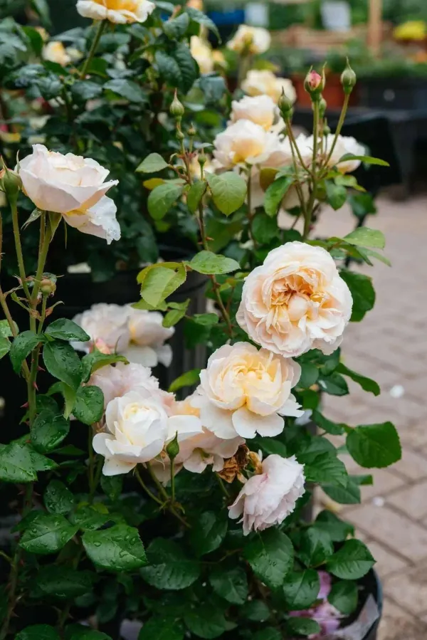 Hybrid_White_Rose_Plant_(Pack_Of_1)
