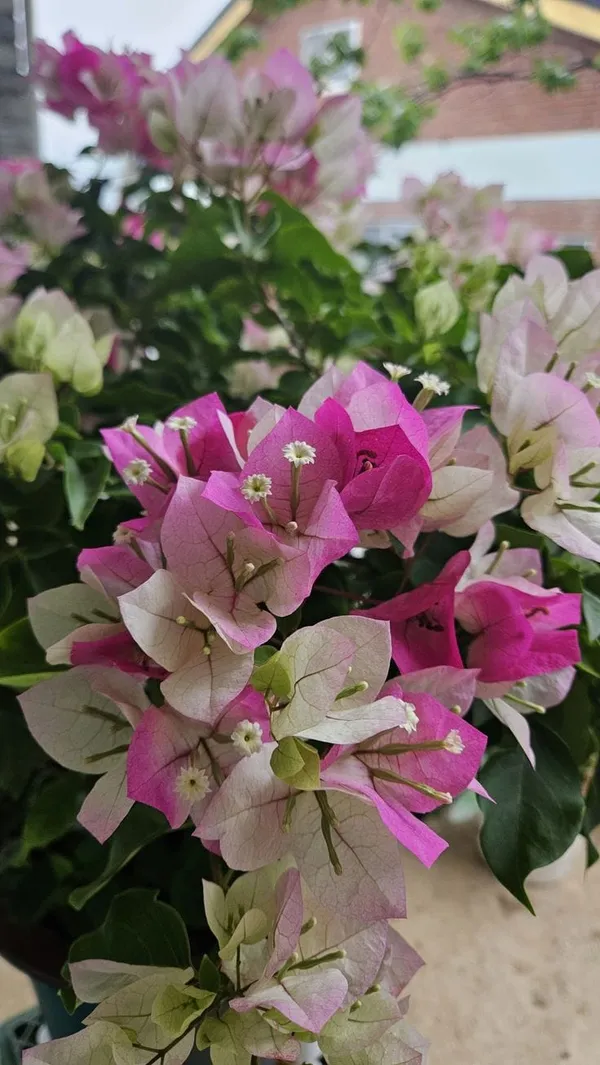 BOUGAINVILLEA_THIMMA_FLOWER__(1.5-2_Feet_Height_Pack_Of_1)