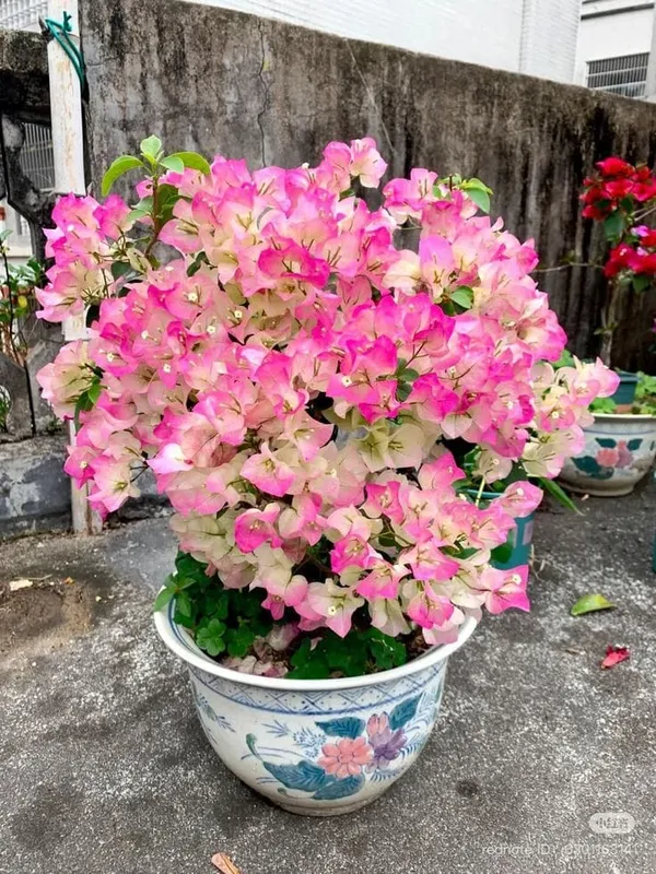 BOUGAINVILLEA_THIMMA_FLOWER__(1.5-2_Feet_Height_Pack_Of_1)