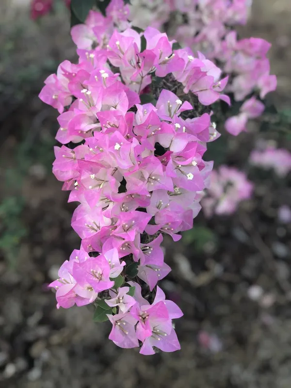 BOUGAINVILLEA_THIMMA_FLOWER__(1.5-2_Feet_Height_Pack_Of_1)