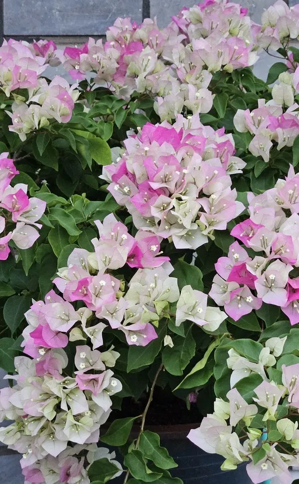BOUGAINVILLEA_THIMMA_FLOWER__(1.5-2_Feet_Height_Pack_Of_1)