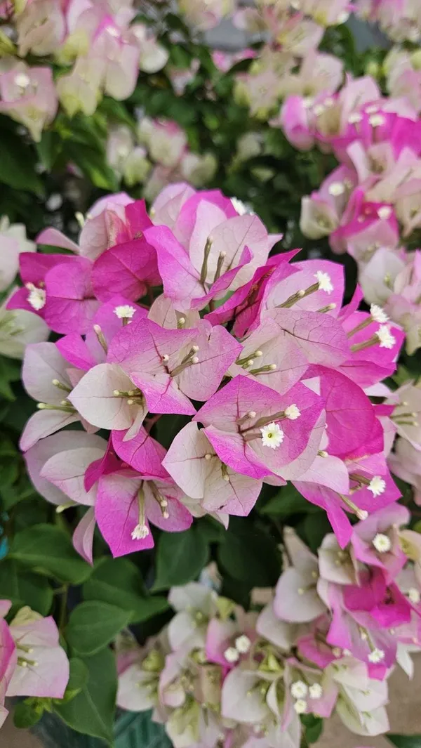 BOUGAINVILLEA_THIMMA_FLOWER__(1.5-2_Feet_Height_Pack_Of_1)
