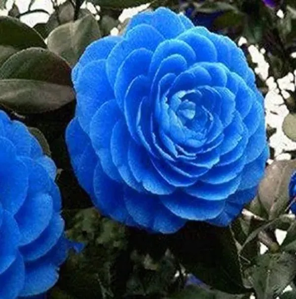 Camellia_Flower_Plant__(1.5-2_Feet_Height_Pack_Of_1)