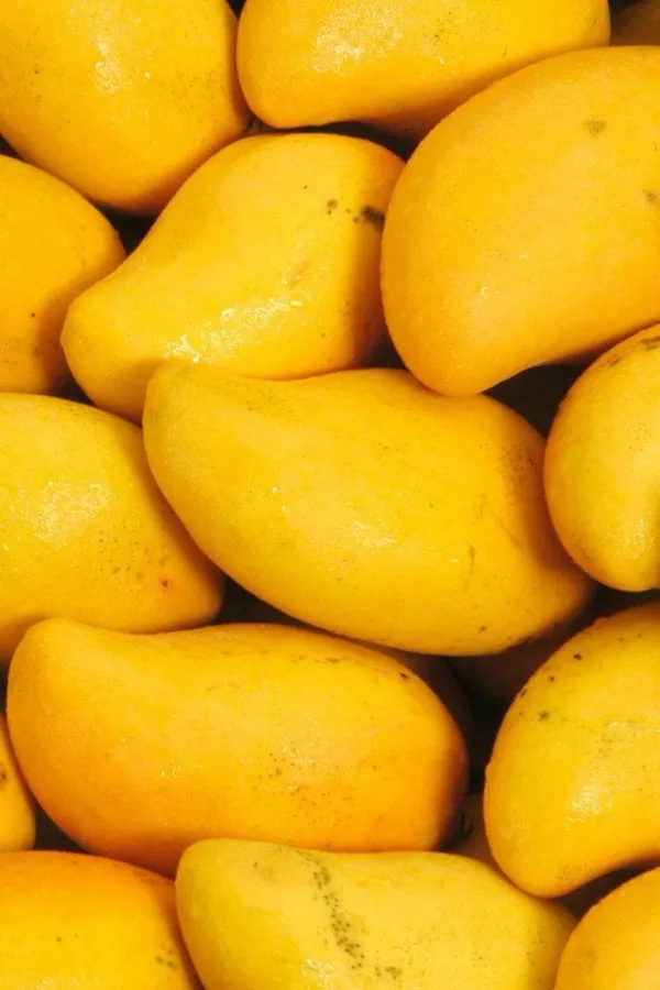Baganpalli_Mango_Plant_|_Hybrid_Grafted_Plant_(1.5-2_Feet_Height_Pack_Of_1)