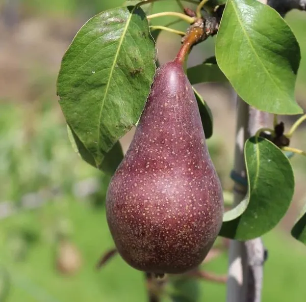 Red_Pear(_Naspati)_Fruit_Plant__(Pack_Of_1)
