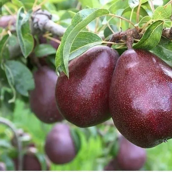 Red_Pear(_Naspati)_Fruit_Plant__(Pack_Of_1)
