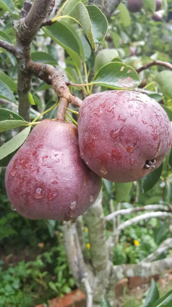 Red_Pear(_Naspati)_Fruit_Plant__(Pack_Of_1)