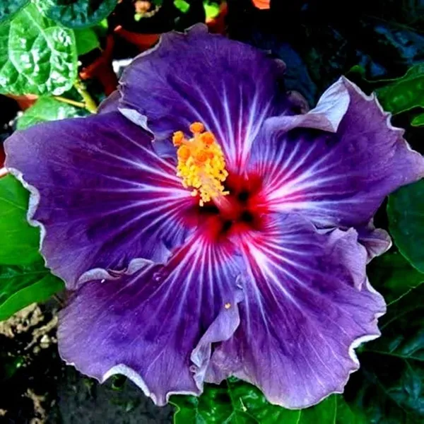 Hybrid_Hibiscus_Flower_Plant_(1.5-2_Feet_Height_Pack_Of_1)