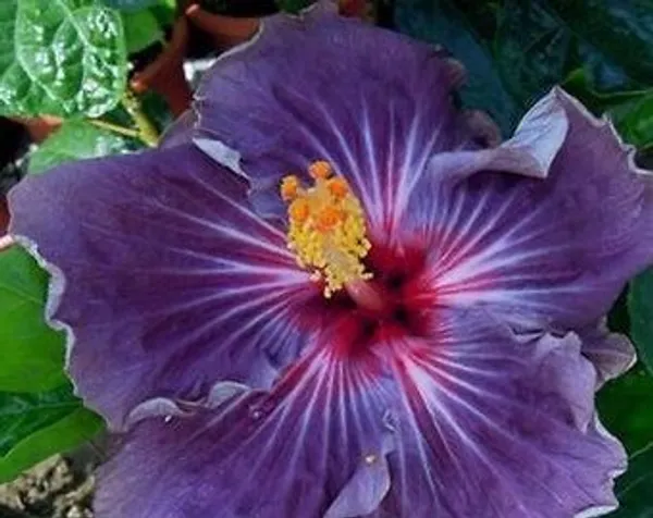 Hybrid_Hibiscus_Flower_Plant_(1.5-2_Feet_Height_Pack_Of_1)