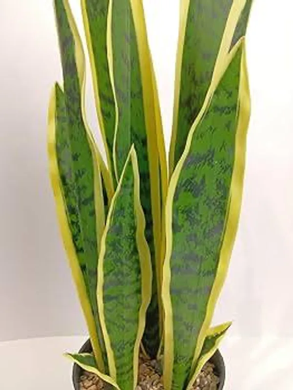 Sansevieria_Golden_Yellow_Snake_Plant_(1.5-3_Feet_Height_Pack_Of_1)