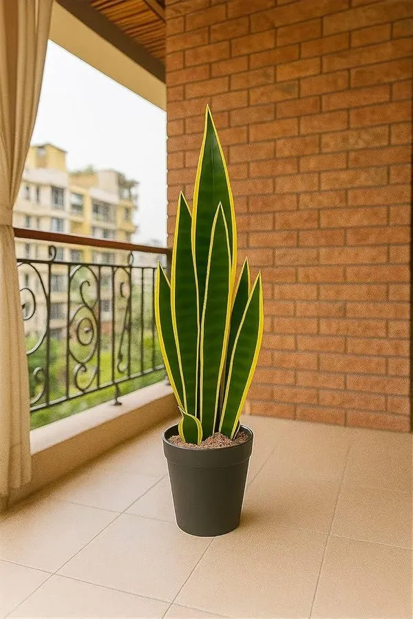 DREAM PLANT Sansevieria Golden Yellow Snake Plant (1.5-3 Feet Height Pack  Of 1) Price in India - Buy DREAM PLANT Sansevieria Golden Yellow Snake Plant  (1.5-3 Feet Height Pack Of 1) online