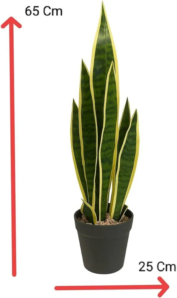 Sansevieria_Golden_Yellow_Snake_Plant_(1.5-3_Feet_Height_Pack_Of_1)