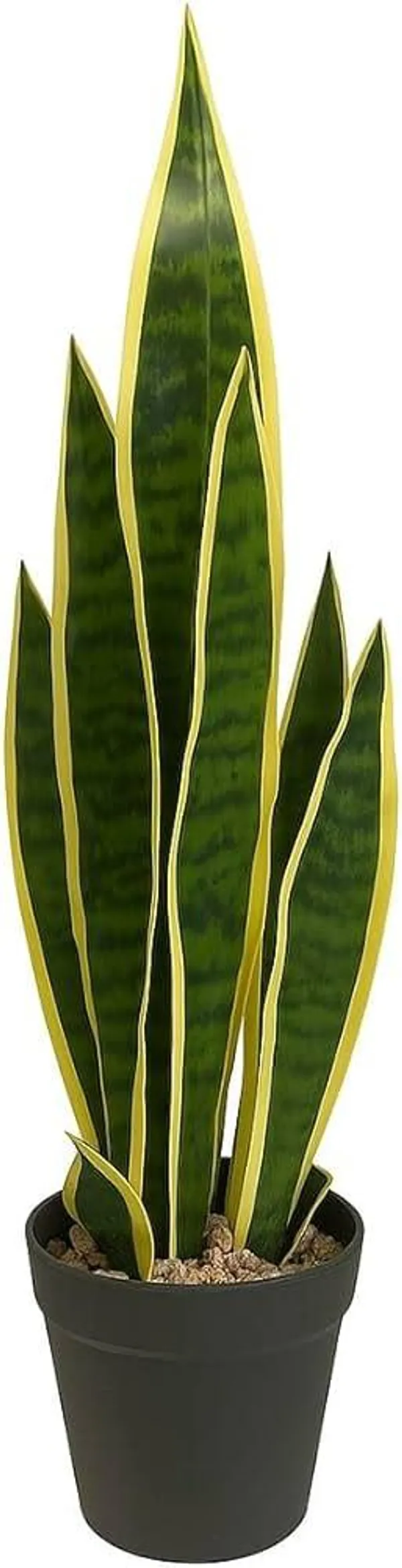 Sansevieria_Golden_Yellow_Snake_Plant_(1.5-3_Feet_Height_Pack_Of_1)