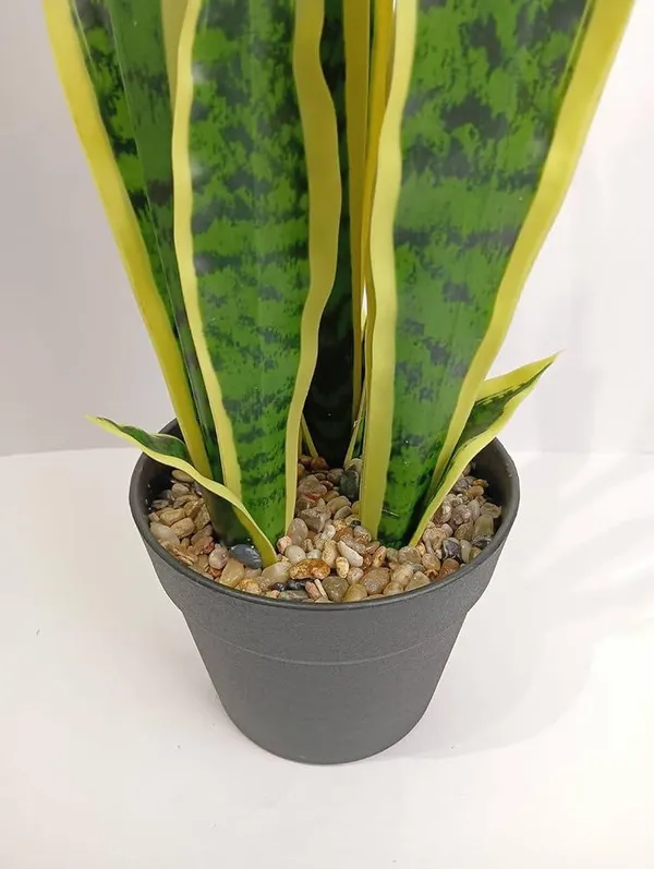 Sansevieria_Golden_Yellow_Snake_Plant_(1.5-3_Feet_Height_Pack_Of_1)