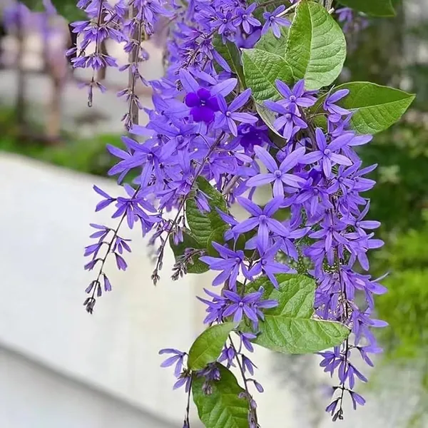 NEEL_MONI_LOTA_FLOWER_PLANT_(PETREA_VOLUBILIS_VOLUBILIS)(1.5-3_Feet_Height_Pack_Of_1)