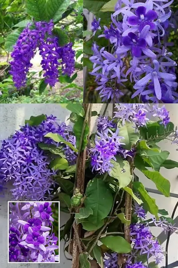 NEEL_MONI_LOTA_FLOWER_PLANT_(PETREA_VOLUBILIS_VOLUBILIS)(1.5-3_Feet_Height_Pack_Of_1)