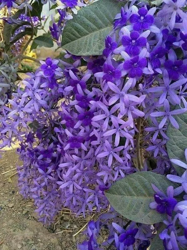 NEEL_MONI_LOTA_FLOWER_PLANT_(PETREA_VOLUBILIS_VOLUBILIS)(1.5-3_Feet_Height_Pack_Of_1)