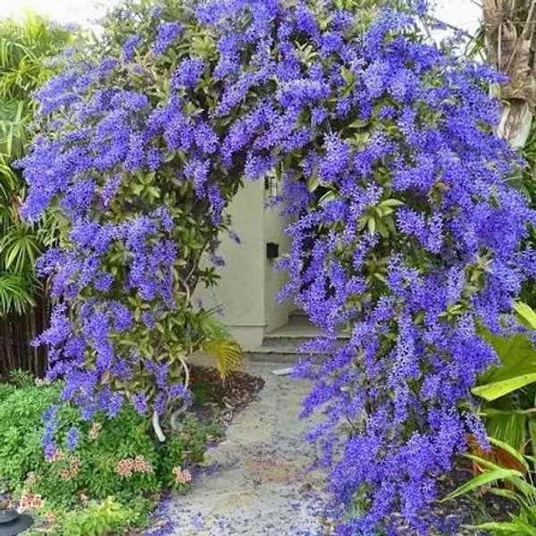 NEEL_MONI_LOTA_FLOWER_PLANT_(PETREA_VOLUBILIS_VOLUBILIS)(1.5-3_Feet_Height_Pack_Of_1)