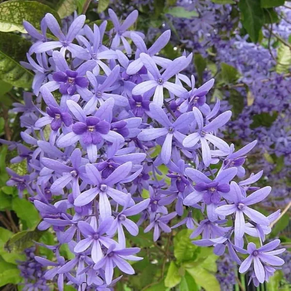 NEEL_MONI_LOTA_FLOWER_PLANT_(PETREA_VOLUBILIS_VOLUBILIS)(1.5-3_Feet_Height_Pack_Of_1)