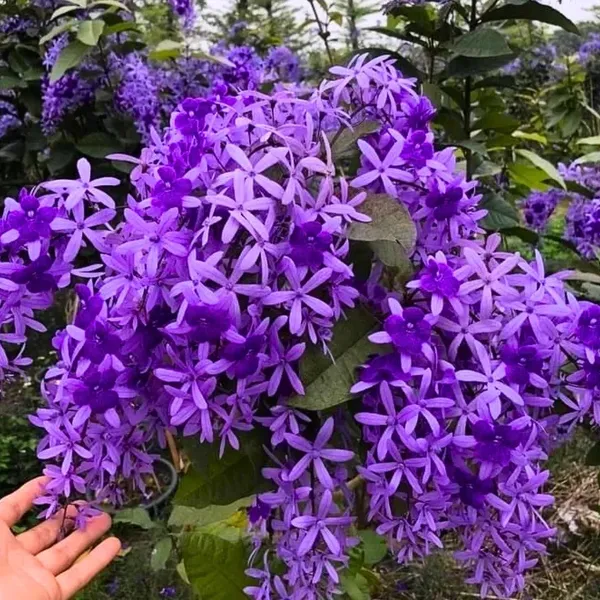 NEEL_MONI_LOTA_FLOWER_PLANT_(PETREA_VOLUBILIS_VOLUBILIS)(1.5-3_Feet_Height_Pack_Of_1)