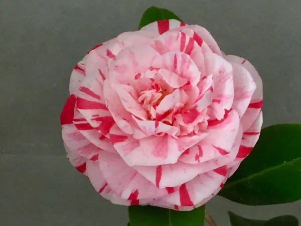 Camellia_Flower_Plant_(1.5-3_Feet_Height_Pack_Of_1)