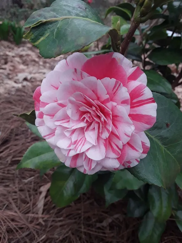 Camellia_Flower_Plant_(1.5-3_Feet_Height_Pack_Of_1)