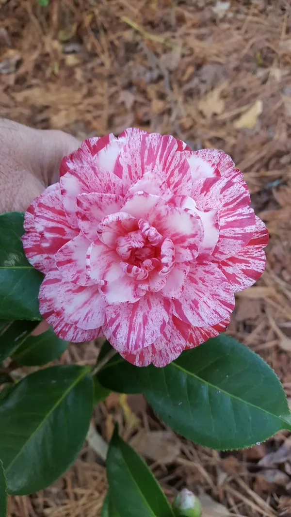 Camellia_Flower_Plant_(1.5-3_Feet_Height_Pack_Of_1)