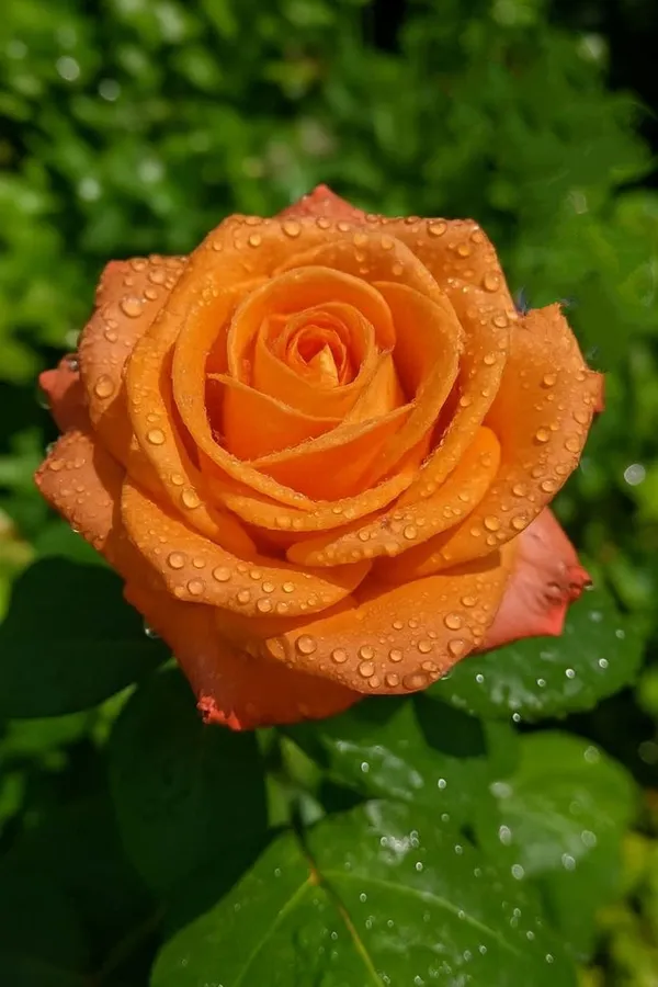 Orange_Rose_Plant_(1.5-3_Feet_Height_Pack_Of_1)