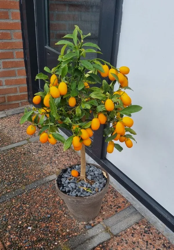 Hybrid_Kumquat_Orange_|_Grafted_Plant_(1.5-2_Feet_Height_Pack_Of_1)