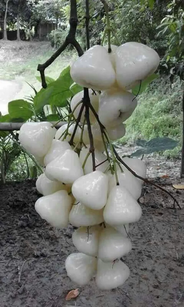 Thai_Verity_White_White_Wax_Apple_Plant_(1.5-3_Feet_Height_Pack_Of_1)
