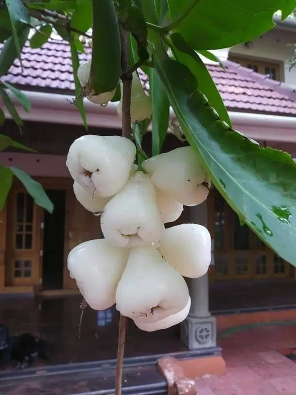 Thai_Verity_White_White_Wax_Apple_Plant_(1.5-3_Feet_Height_Pack_Of_1)