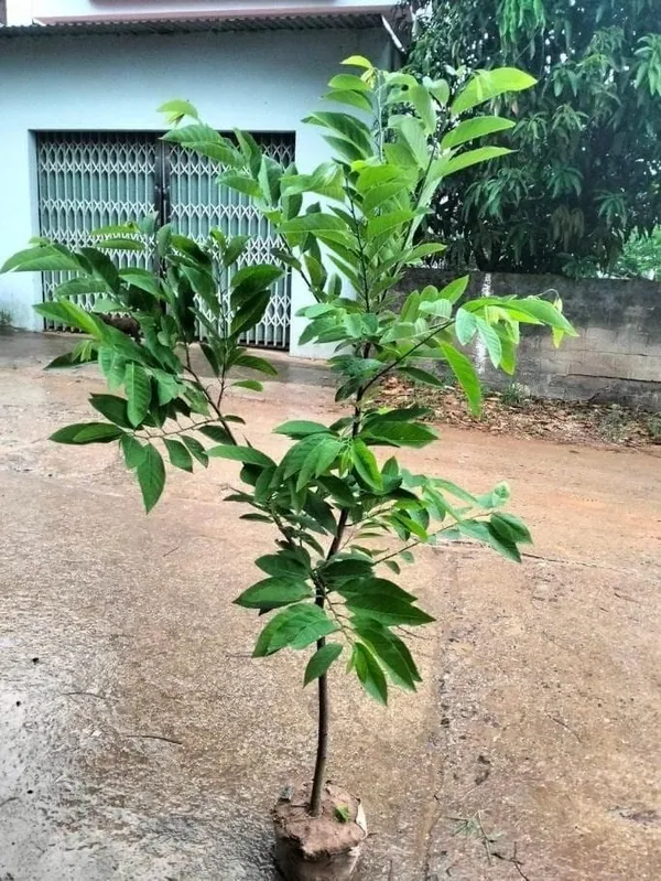 Custard_Apple_Hybrid_Plant_I_Grafted_Plant__(1.5-2_Feet_Height_Pack_Of_1)