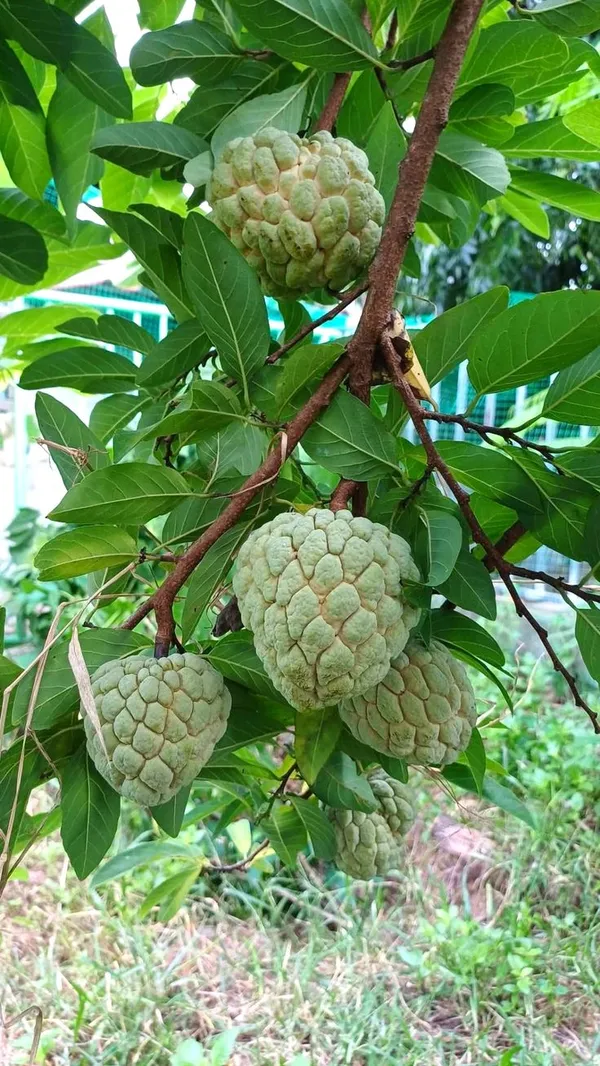 Custard_Apple_Hybrid_Plant_I_Grafted_Plant__(1.5-2_Feet_Height_Pack_Of_1)