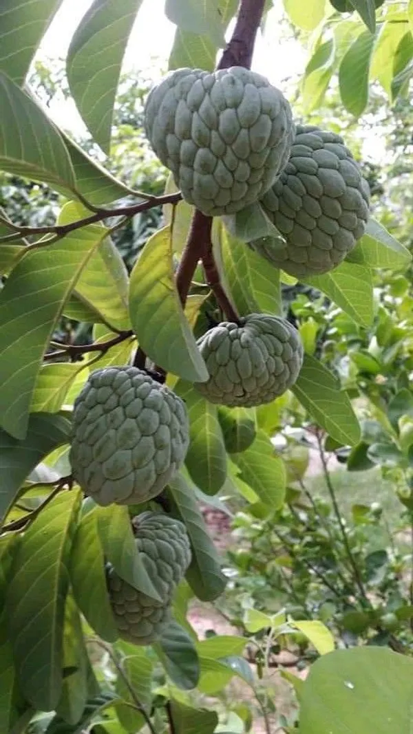 Custard_Apple_Hybrid_Plant_I_Grafted_Plant__(1.5-2_Feet_Height_Pack_Of_1)