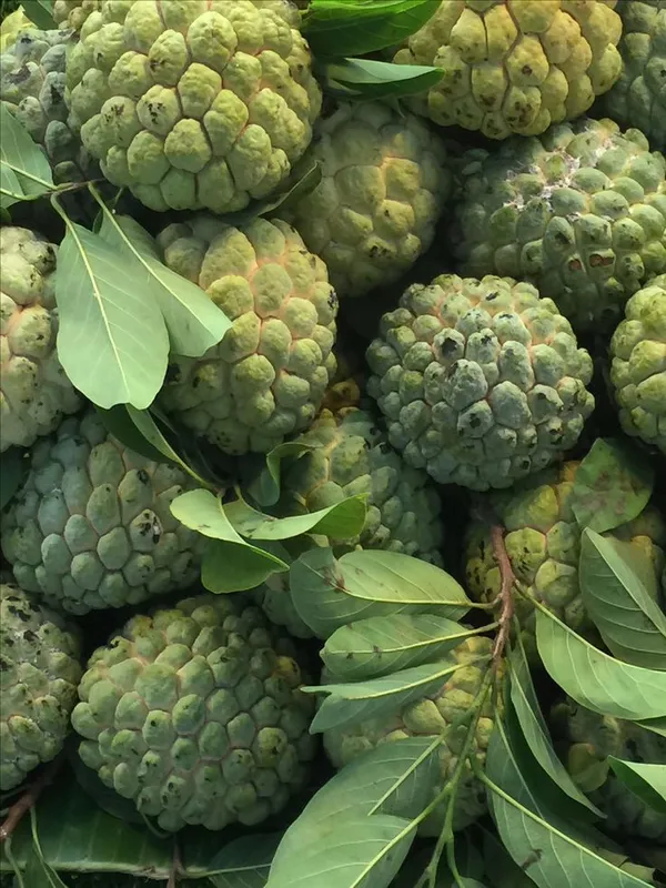 Custard_Apple_Hybrid_Plant_I_Grafted_Plant__(1.5-2_Feet_Height_Pack_Of_1)
