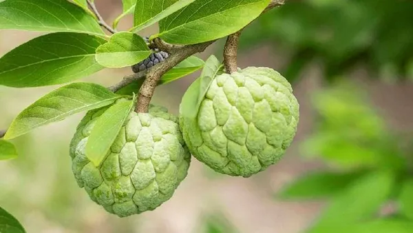 Custard_Apple_Hybrid_Plant_I_Grafted_Plant__(1.5-2_Feet_Height_Pack_Of_1)