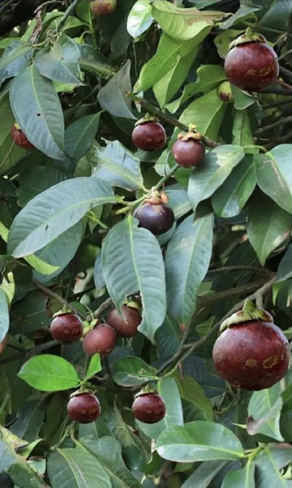 MANGOSTEEN_FRUIT_PLANT_(1.5-2_Feet_Height_Pack_Of_1)