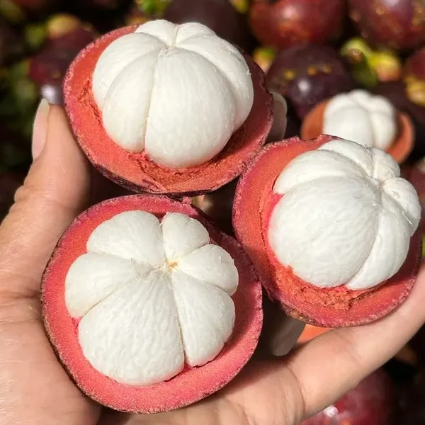 MANGOSTEEN_FRUIT_PLANT_(1.5-2_Feet_Height_Pack_Of_1)