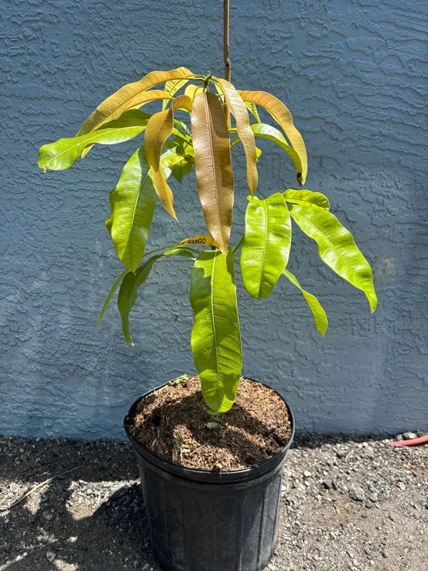 Hybrid_Pulmar_Red_Mango_Grafting_Plant_(Pack_Of_1)