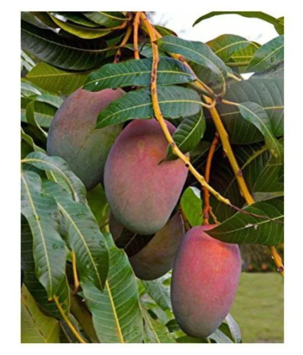 Hybrid_Pulmar_Red_Mango_Grafting_Plant_(Pack_Of_1)