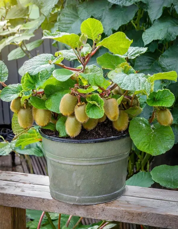 Kiwi_Fruit_Plant_(Pack_Of_1)