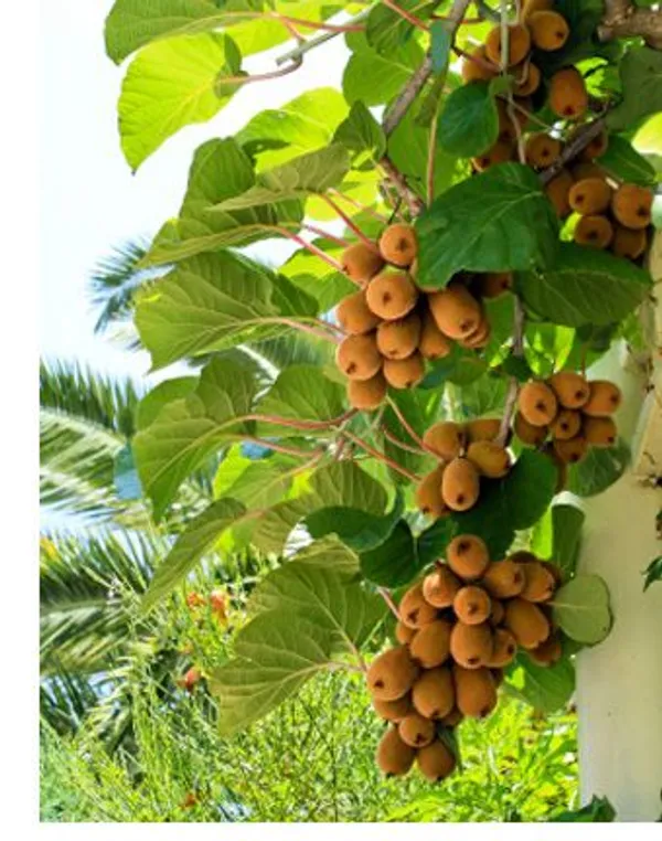 Kiwi_Fruit_Plant_(Pack_Of_1)