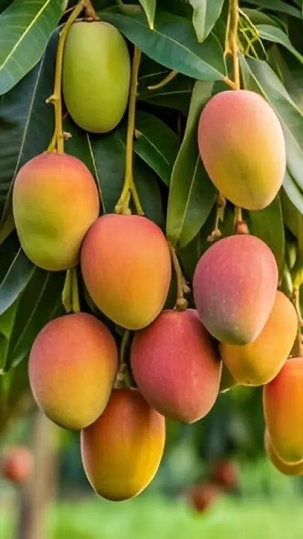 Amrapalli_Mango_Plant_|_Hybrid_Grafted_Plant_(1.5-2_Feet_Height_Pack_Of_1)