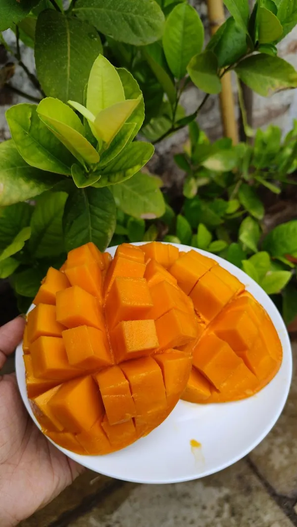 Amrapalli_Mango_Plant_|_Hybrid_Grafted_Plant_(1.5-2_Feet_Height_Pack_Of_1)