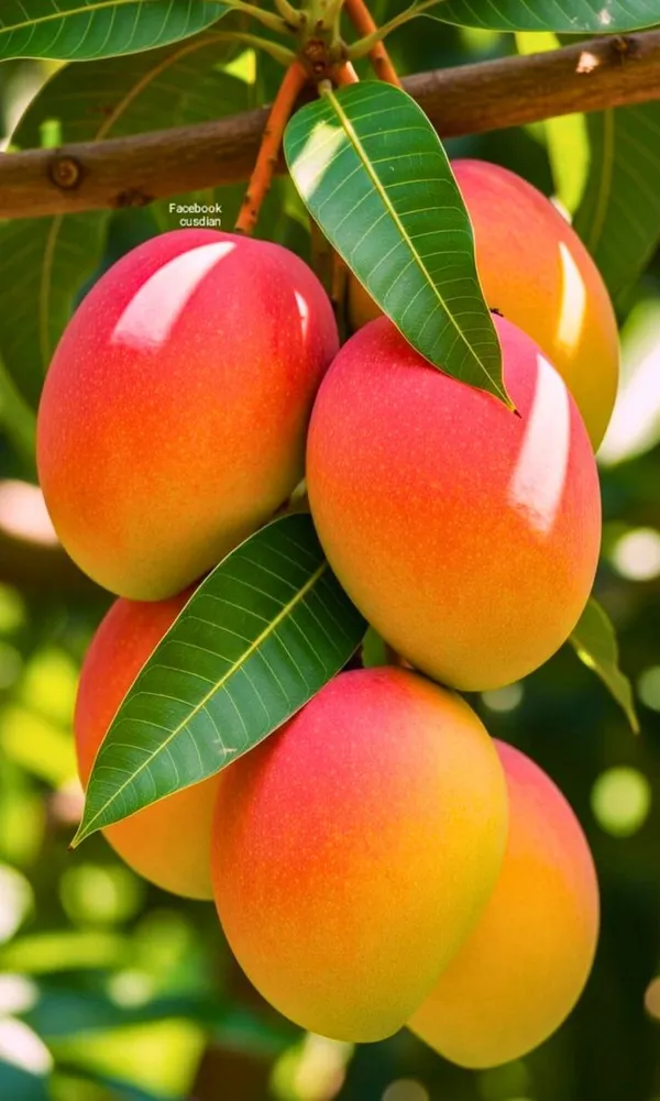 Amrapalli_Mango_Plant_|_Hybrid_Grafted_Plant_(1.5-2_Feet_Height_Pack_Of_1)