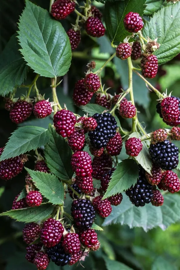 Hybrid_Black_Berry_Fruit_Plant_(1.5-2_Feet_Height_Pack_Of_1)