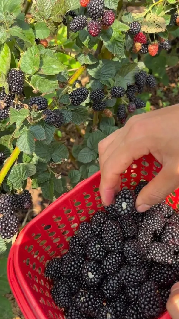 Hybrid_Black_Berry_Fruit_Plant_(1.5-2_Feet_Height_Pack_Of_1)