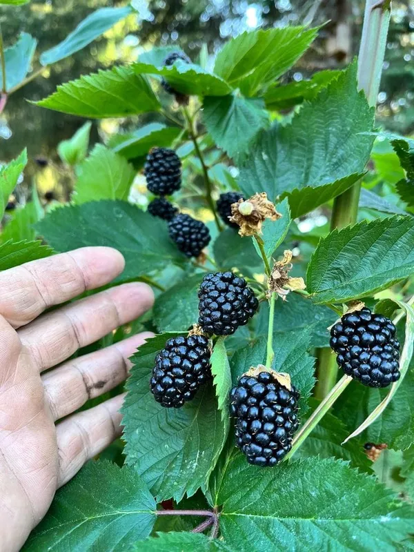 Hybrid_Black_Berry_Fruit_Plant_(1.5-2_Feet_Height_Pack_Of_1)